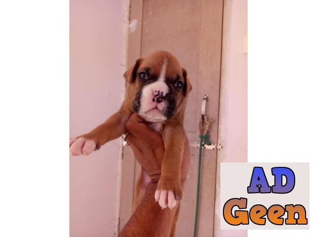 used Boxer pups avl. for sale 